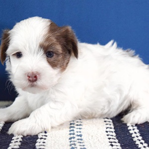 Havanese Puppy Dallas