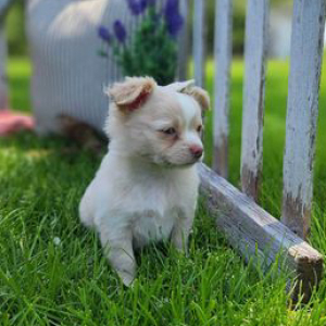 Chihuahua Puppy Rita