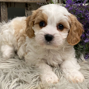 Cavachon Puppy Desmond