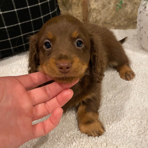 Dachshund Puppy Sofie