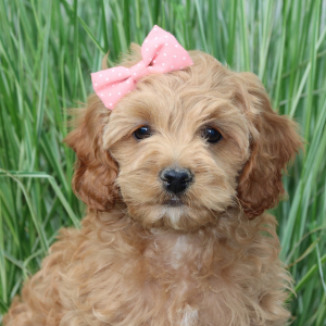 Cockapoo Puppy Emma