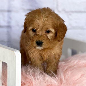 Goldendoodle Puppy Lily