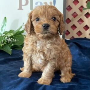 Cavapoo Puppy Buddie