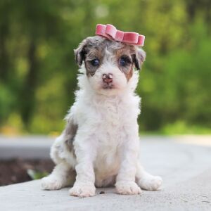 Poodle Puppy Remi