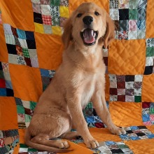 Golden Retriever puppy for sale Haddie, dog for sale
