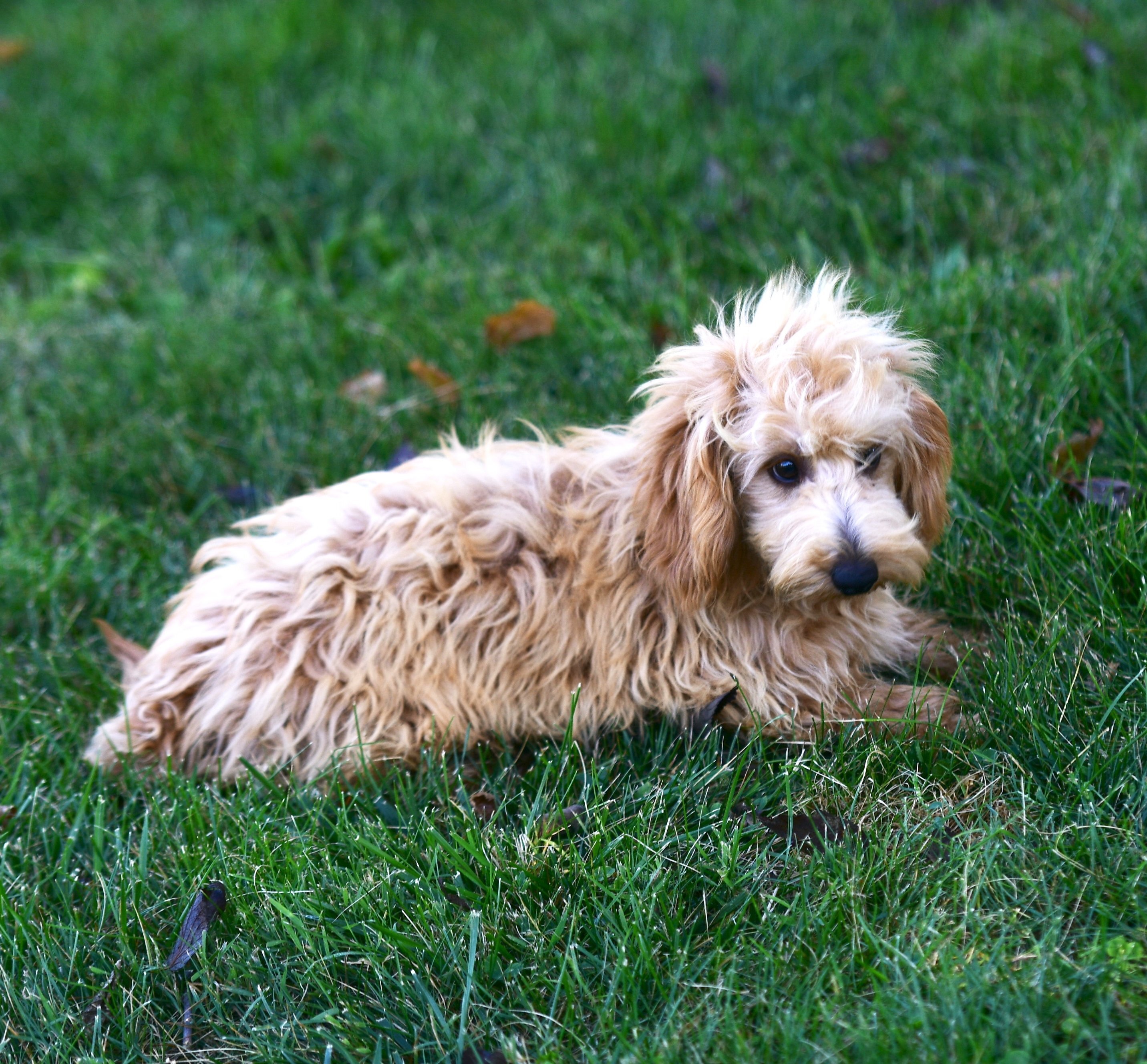 Doxiepoo Full Grown