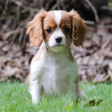 Cavalier King Charles Spaniel puppy for sale Cleveland , dog for sale