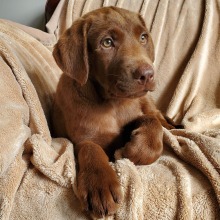 Labrador Retriever puppy for sale Lil Joe, dog for sale