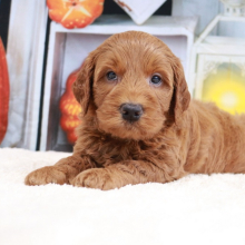 Goldendoodle puppy for sale Murphy, dog for sale
