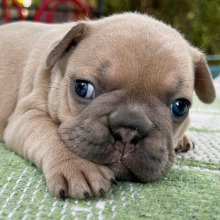 French Bulldog puppy for sale Cash, dog for sale