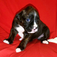 Boxer puppy for sale Gemini, dog for sale