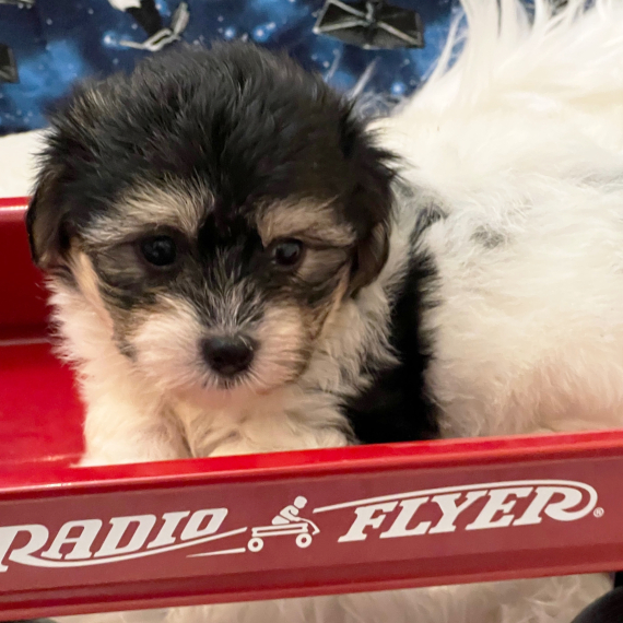 Zoey, a TriColored Female Coton de Tulear Puppy 748835 PuppySpot