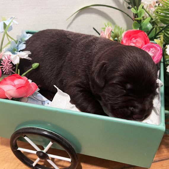 Prada, a Chocolate Female Labrador Retriever Puppy 771105 PuppySpot