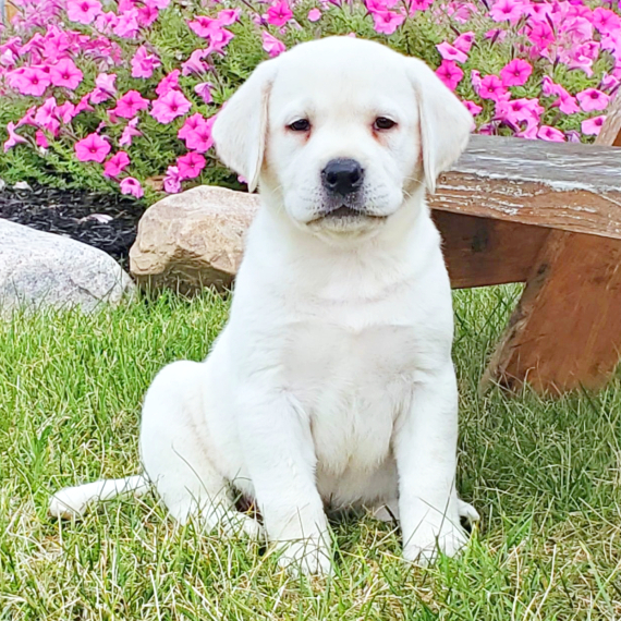 Precious, a English Cream Female Labrador Retriever Puppy 774255