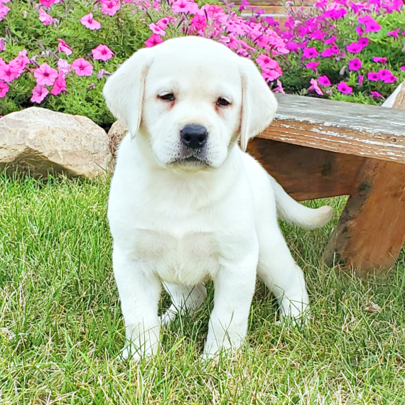Precious, a English Cream Female Labrador Retriever Puppy 774255