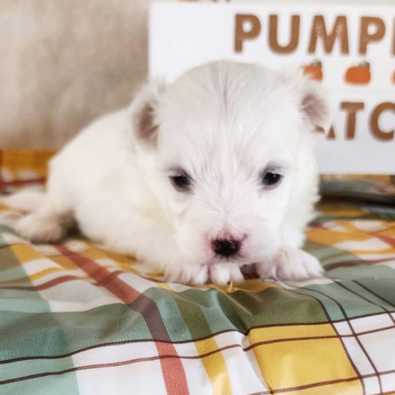 Buddy, a White Male Maltese Puppy 775015 PuppySpot