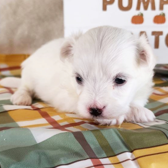 Buddy, a White Male Maltese Puppy 775015 PuppySpot