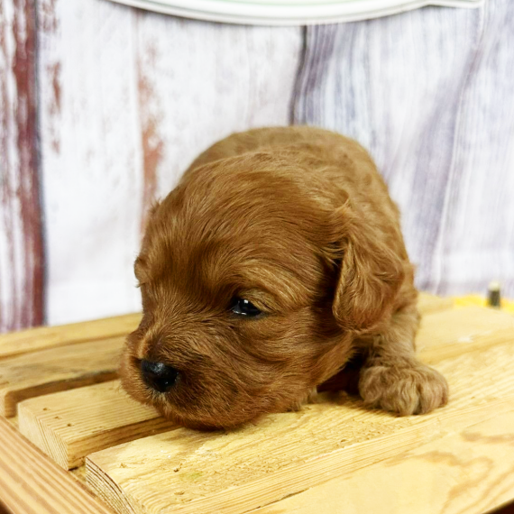 Thunder, a Red Male Cavapoo Puppy 775335 PuppySpot