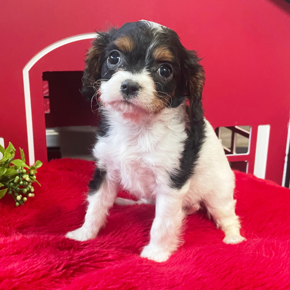 Perry, a Black & White Female Cavapoo Puppy 776045 PuppySpot