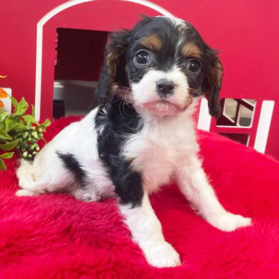 Perry, a Black & White Female Cavapoo Puppy 776045 PuppySpot
