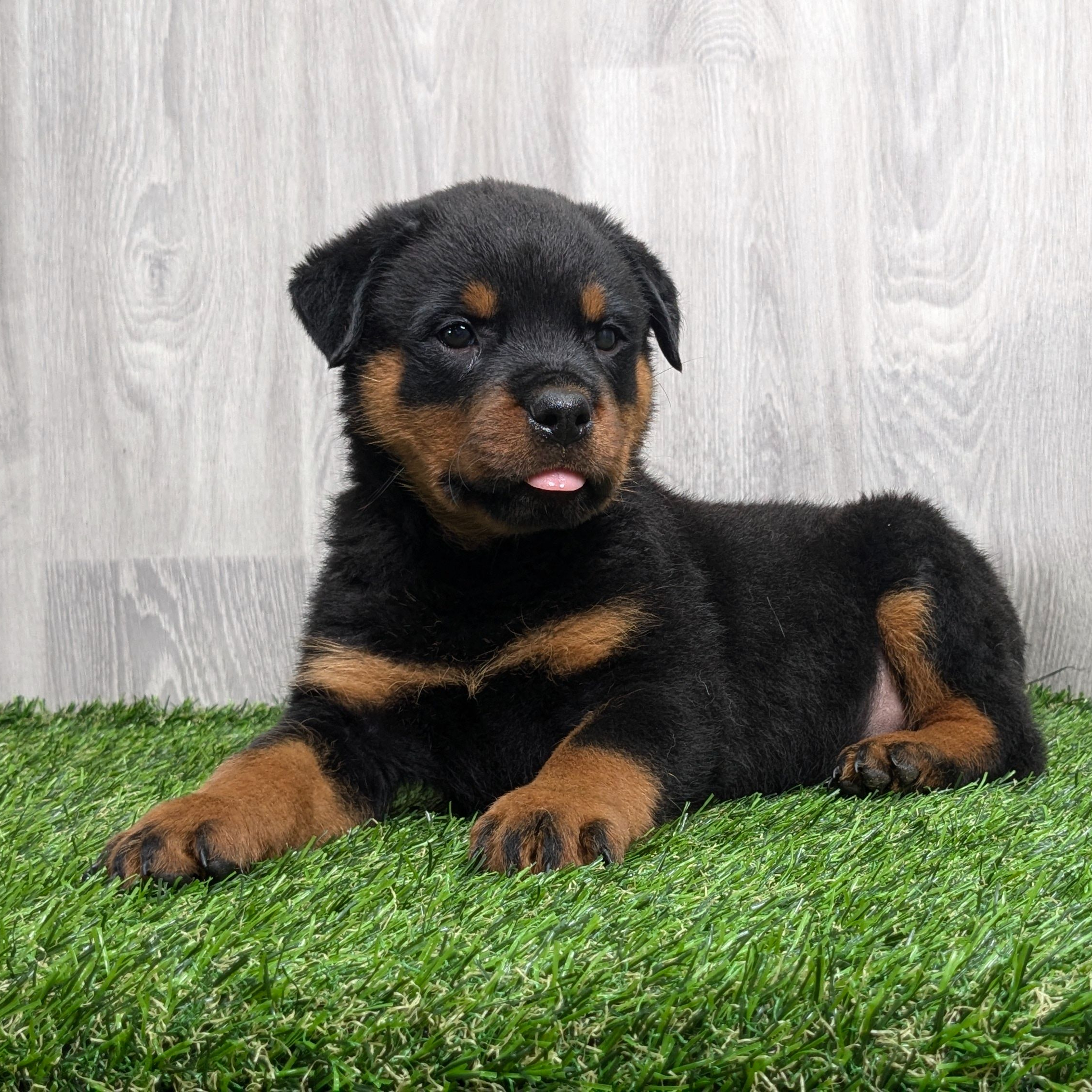 German Rottweiler Breeders Rottweilers For Adoption Near Me