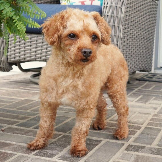 Poodle