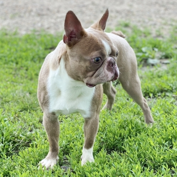 Boston Terrier