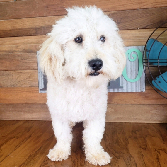 Poodle