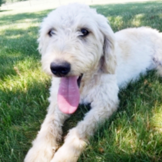 Labradoodle