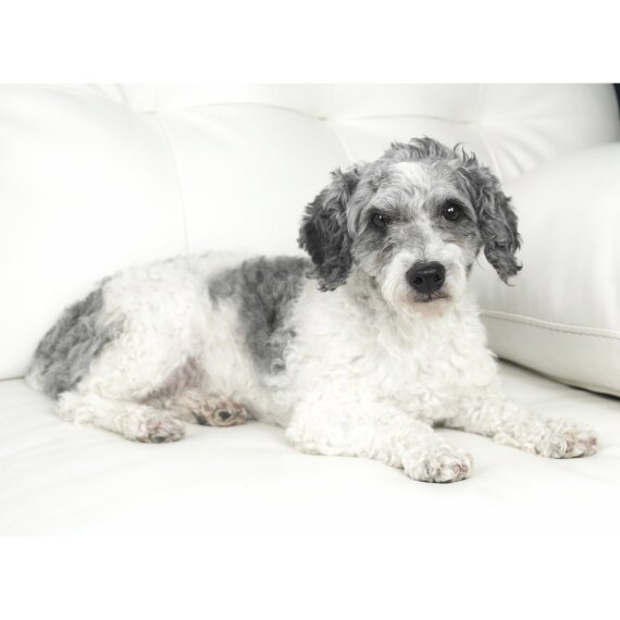 Poodle