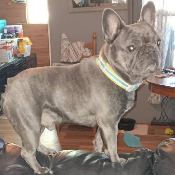 French Bulldog