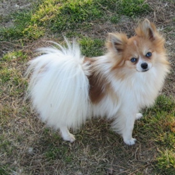 Pomeranian