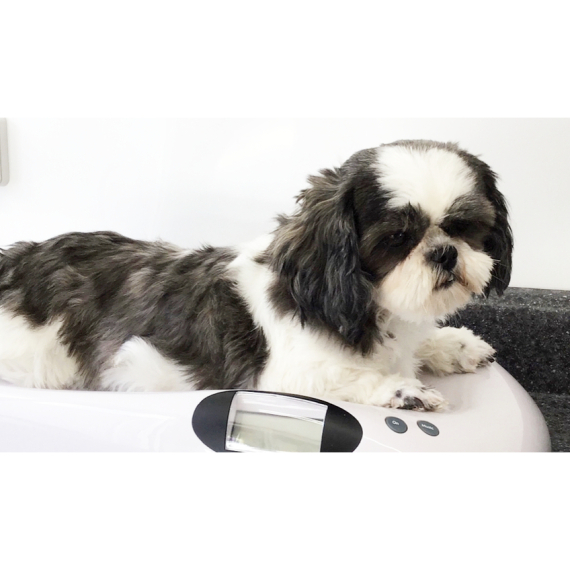 Shih Tzu