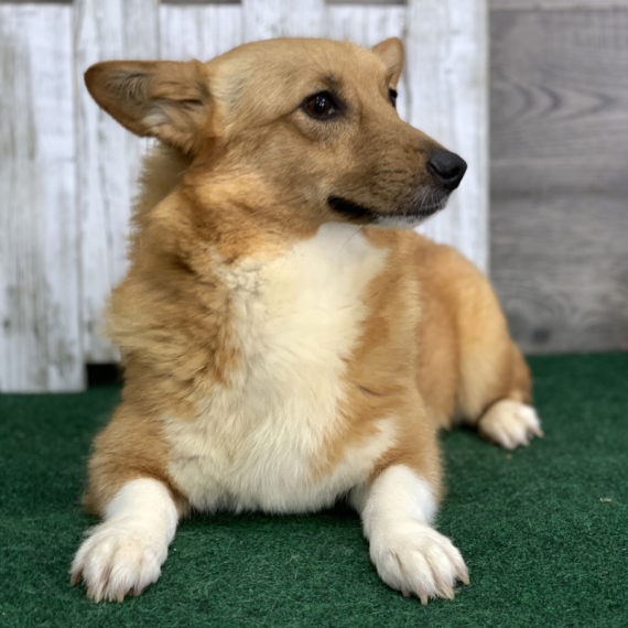 Pembroke Welsh Corgi