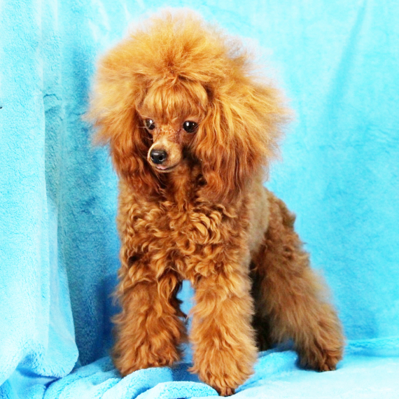 Poodle