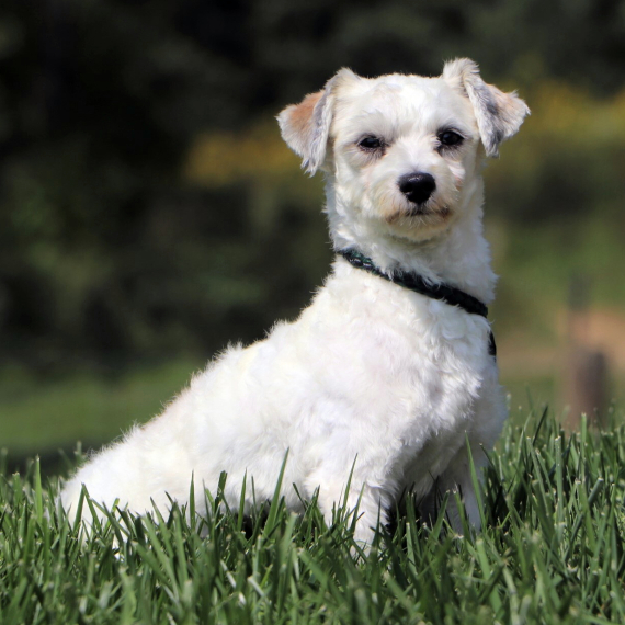 Havanese