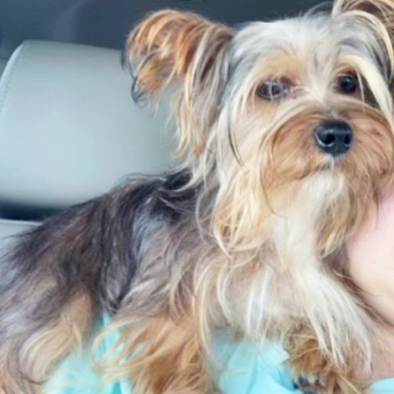 Yorkshire Terrier