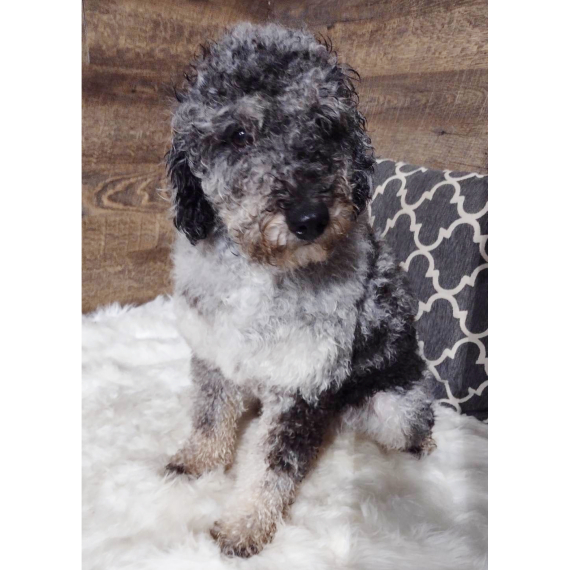 Poodle