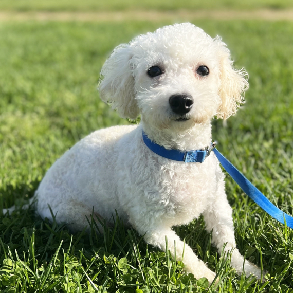 Bichon Frise