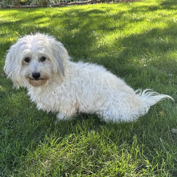 Coton de Tulear