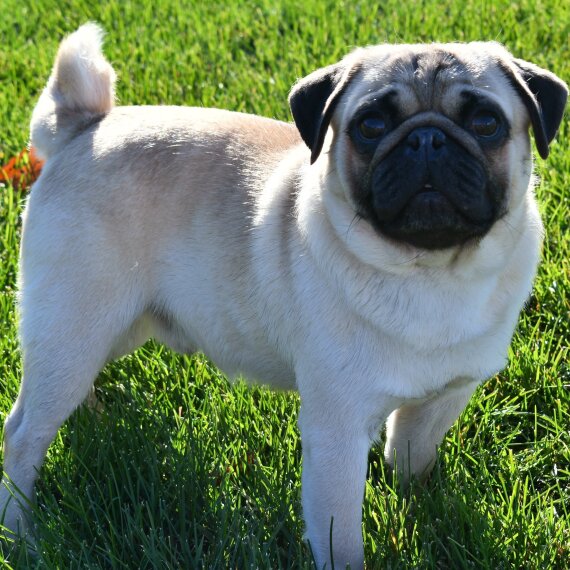 Pug
