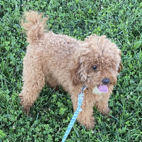 Poodle