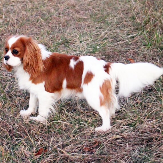 Cavalier King Charles Spaniel