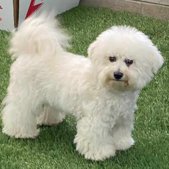 Bichon Frise