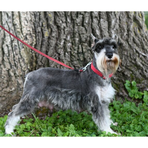 Miniature Schnauzer