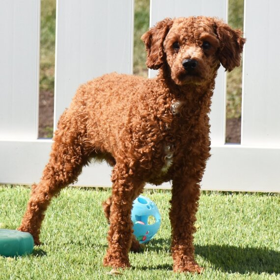 Poodle