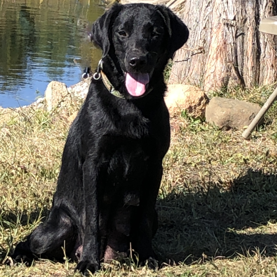 Labrador Retriever