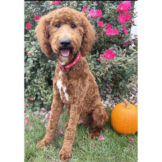 Poodle