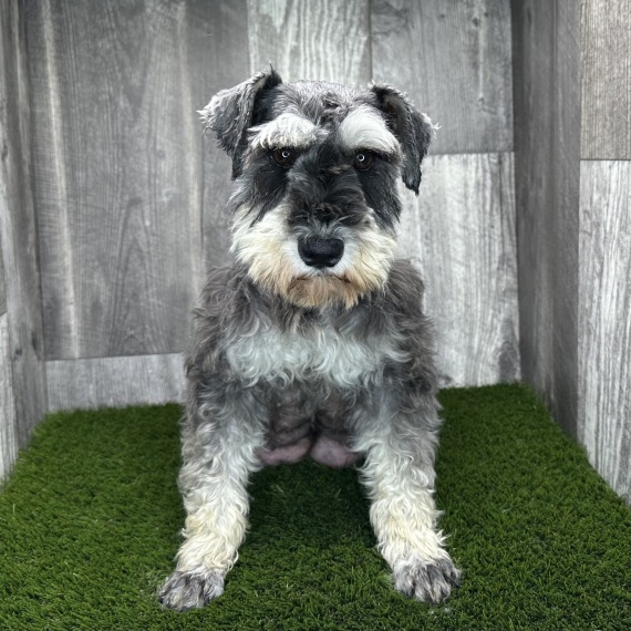 Miniature Schnauzer
