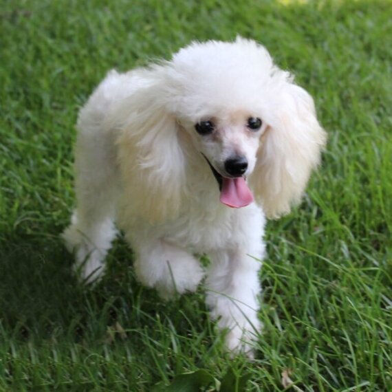 Poodle